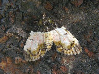 Stericta flavopuncta