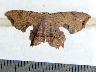 Dysaethria meridiana