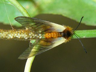 Pryeria sinica