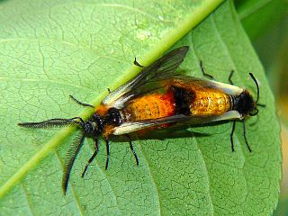 Pryeria sinica
