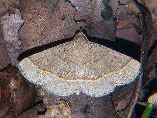 Paracolax trilinealis