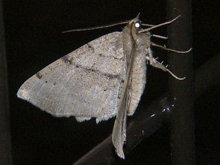 Xerodes rufescentarius rufescentarius