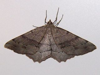 Xerodes rufescentarius rufescentarius