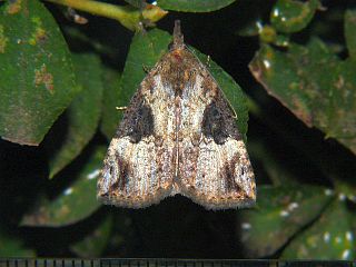 Hypena tristalis