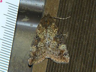 Hypena tristalis