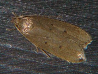 Autosticha modicella