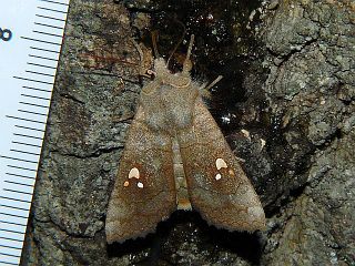 Eupsilia tripunctata