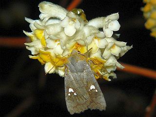 Eupsilia tripunctata