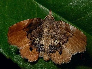 Pangrapta vasava