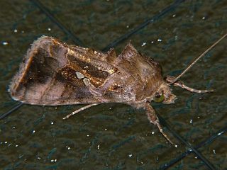 Ctenoplusia agnata