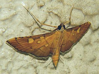 Mabra charonialis