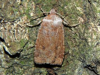 Conistra grisescens