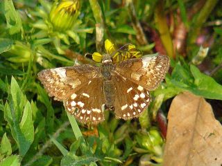 Erynnis montanus