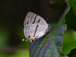 Antigius attilia