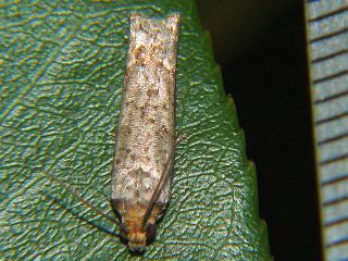 Eucoenogenes ancyrota
