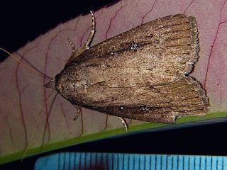 Perinaenia accipiter