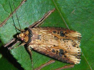 Axylia putris