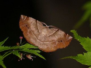 Endropiodes indictinarius