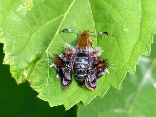 Macroscelesia japona
