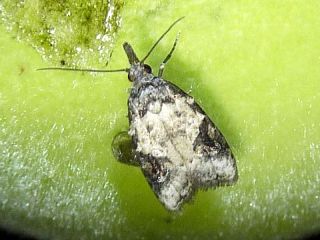 Choreutis hyligenes