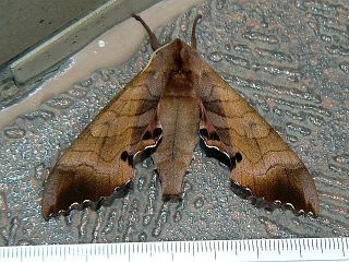 Marumba gaschkewitschii echephron