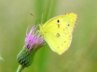 Colias erate