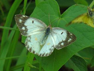 Colias erate