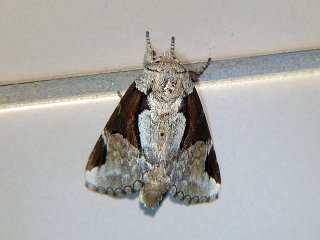 Wilemanus bidentatus 