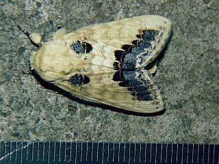 Phalera flavescens