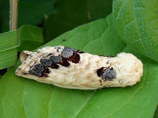 Phalera flavescens