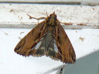Ercheia umbrosa