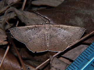 Plesiomorpha punctilinearia