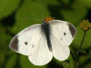 Pieris rapae
