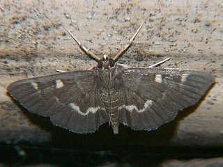 Syllepte segnalis