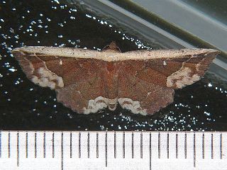 Oruza glaucotorna