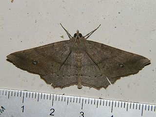 Xerodes albonotarius nesiotis