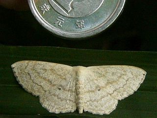 Scopula modicaria
