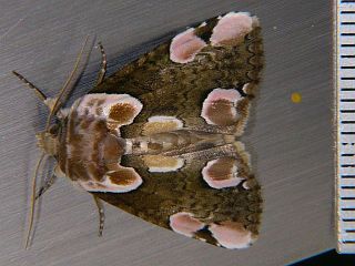 Thyatira batis japonica