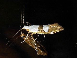Argyresthia beta