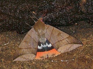 Thyas juno