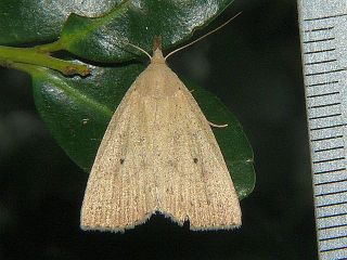 Stenhypena nigripuncta