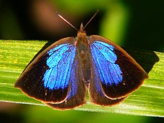 Narathura japonica