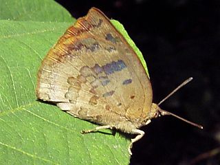 Narathura japonica