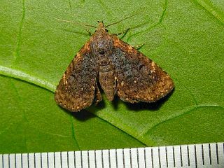 Diomea cremata