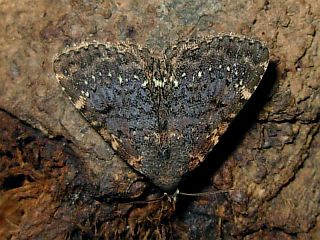 Diomea cremata