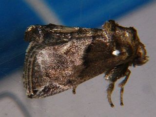 Austrapoda dentata