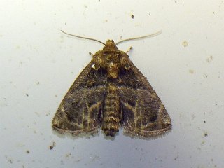Austrapoda dentata