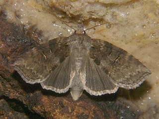 Epipsestis ornata