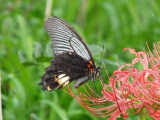 Papilio memnon