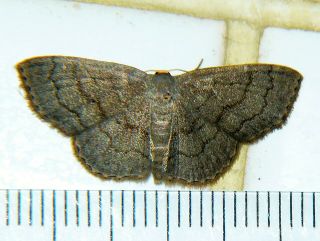 Scopula plumbearia